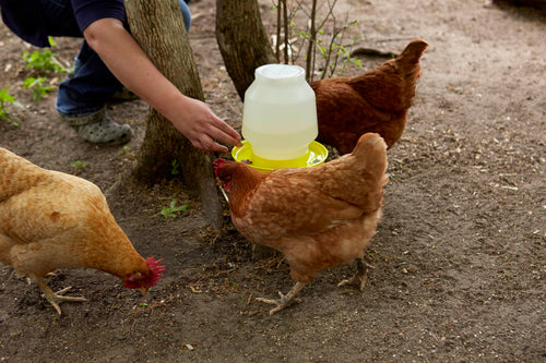 1 Gallon Yellow Plastic Poultry Waterer P530